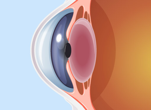 Leia mais sobre o artigo Córnea do olho – função e importância para a visão